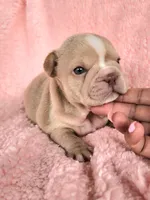 Izzy, a female French Bulldog for sale in Las Vegas, NV – Photo 2 of 10