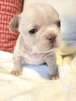 Winston , a male French Bulldog for sale in Las Vegas, NV – 2 of 10