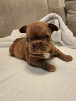 Coco Puff , a female French Bulldog for sale in Las Vegas, NV – 3 of 10
