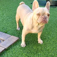 Bella, a female French Bulldog for sale in Las Vegas, NV – Photo 3 of 5