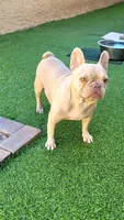 Bella, a female French Bulldog for sale in Las Vegas, NV – Photo 3 of 5