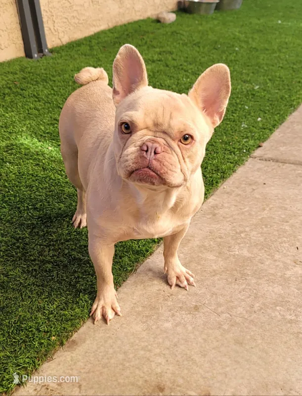 Bella, a female French Bulldog for sale in Las Vegas, NV – Photo 1 of 5