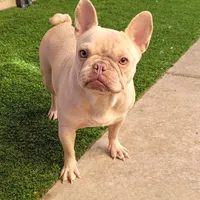Bella, a female French Bulldog for sale in Las Vegas, NV – Photo 1 of 5