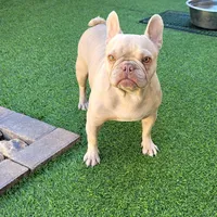 Bella, a female French Bulldog for sale in Las Vegas, NV – Photo 5 of 5