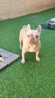 Bella, a female French Bulldog for sale in Las Vegas, NV – Photo 5 of 5