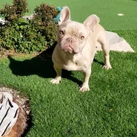 Bella, a female French Bulldog for sale in Las Vegas, NV – Photo 4 of 5