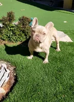 Bella, a female French Bulldog for sale in Las Vegas, NV – Photo 4 of 5