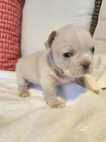 Winston , a male French Bulldog for sale in Las Vegas, NV – 5 of 10
