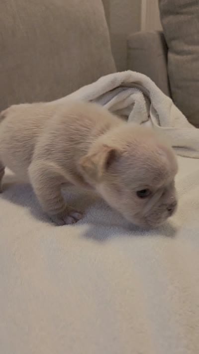 Winston , a male French Bulldog for sale in Las Vegas, NV – 10 of 10