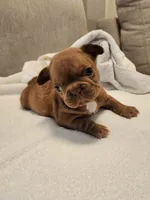 Coco Puff , a female French Bulldog for sale in Las Vegas, NV – 5 of 10