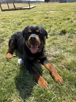 Bear, a male Rottweiler for sale in Columbia, MO – Photo 3 of 4