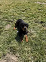 Bear, a male Rottweiler for sale in Columbia, MO – Photo 4 of 4