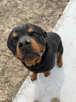 Bear, a male Rottweiler for sale in Columbia, MO – Photo 1 of 4