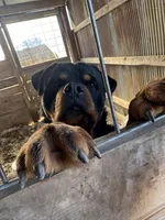 Bear, a male Rottweiler for sale in Columbia, MO – Photo 2 of 4