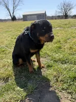 Stormy, a female Rottweiler for sale in Columbia, MO – Photo 3 of 3