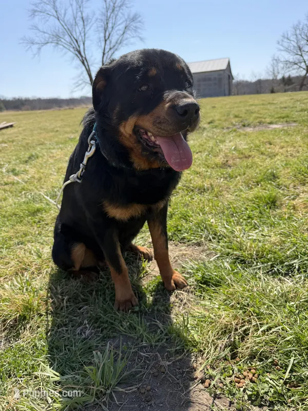 Stormy – Rottweiler puppy for sale in Columbia, MO