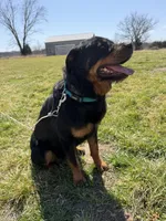 Stormy, a female Rottweiler for sale in Columbia, MO – Photo 2 of 3