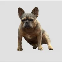 Chanel, a female French Bulldog for sale in Chickamauga, GA – Photo 2 of 6