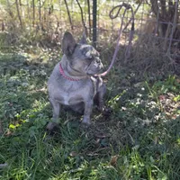 Chanel, a female French Bulldog for sale in Chickamauga, GA – Photo 6 of 6
