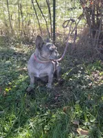 Chanel, a female French Bulldog for sale in Chickamauga, GA – Photo 6 of 6