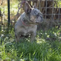 Chanel, a female French Bulldog for sale in Chickamauga, GA – Photo 4 of 6