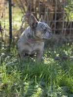 Chanel, a female French Bulldog for sale in Chickamauga, GA – Photo 4 of 6