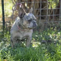 Chanel, a female French Bulldog for sale in Chickamauga, GA – Photo 1 of 6