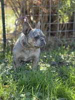 Chanel, a female French Bulldog for sale in Chickamauga, GA – Photo 1 of 6