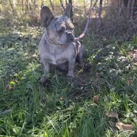 Chanel, a female French Bulldog for sale in Chickamauga, GA – Photo 5 of 6