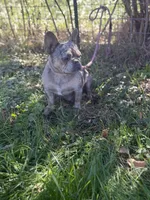 Chanel, a female French Bulldog for sale in Chickamauga, GA – Photo 5 of 6