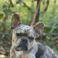 Chanel, a female French Bulldog for sale in Chickamauga, GA – Photo 3 of 6