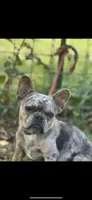 Chanel, a female French Bulldog for sale in Chickamauga, GA – Photo 3 of 6