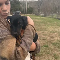 Pup 2, a female Doberman Pinscher for sale in Chickamauga, GA – Photo 7 of 8