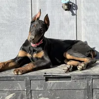 Pup 2, a female Doberman Pinscher for sale in Chickamauga, GA – Photo 8 of 8