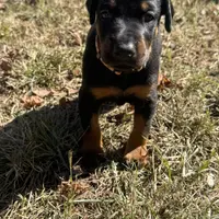 Pup 2, a female Doberman Pinscher for sale in Chickamauga, GA – Photo 4 of 8