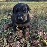 Pup 2, a female Doberman Pinscher for sale in Chickamauga, GA – Photo 5 of 8