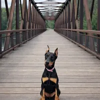 Pup 2, a female Doberman Pinscher for sale in Chickamauga, GA – Photo 1 of 8