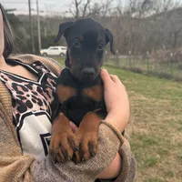 Pup 2, a female Doberman Pinscher for sale in Chickamauga, GA – Photo 6 of 8