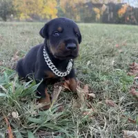 Pup 2, a female Doberman Pinscher for sale in Chickamauga, GA – Photo 2 of 8