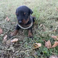 Pup 2, a female Doberman Pinscher for sale in Chickamauga, GA – Photo 3 of 8