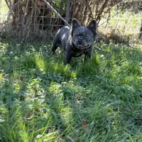 Kola, a male French Bulldog for sale in Chickamauga, GA – Photo 5 of 8