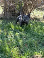 Kola, a male French Bulldog for sale in Chickamauga, GA – Photo 5 of 8
