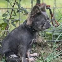 Kola, a male French Bulldog for sale in Chickamauga, GA – Photo 4 of 8