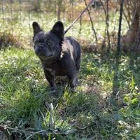 Kola, a male French Bulldog for sale in Chickamauga, GA – Photo 6 of 8