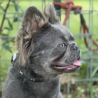 Kola, a male French Bulldog for sale in Chickamauga, GA – Photo 3 of 8