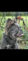 Kola, a male French Bulldog for sale in Chickamauga, GA – Photo 3 of 8