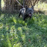 Kola, a male French Bulldog for sale in Chickamauga, GA – Photo 7 of 8