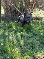 Kola, a male French Bulldog for sale in Chickamauga, GA – Photo 7 of 8