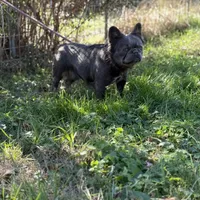 Kola, a male French Bulldog for sale in Chickamauga, GA – Photo 8 of 8