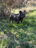 Kola, a male French Bulldog for sale in Chickamauga, GA – Photo 8 of 8